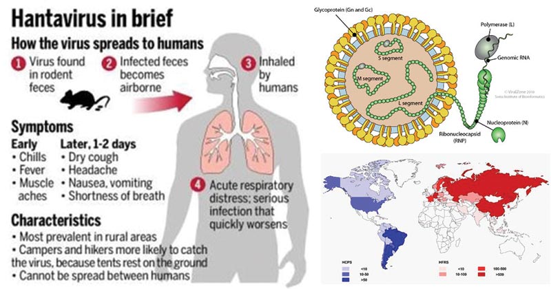 Hanta-Virus.jpg